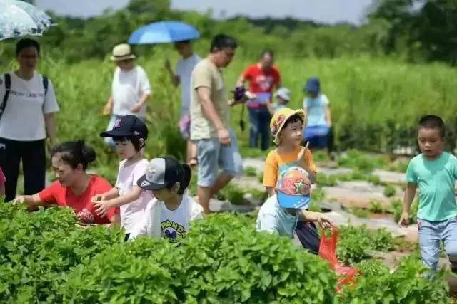 江西信丰：百香果丰收 果农采摘忙